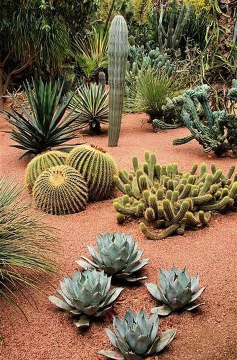 List Of Best Outdoor Plants For The Desert References