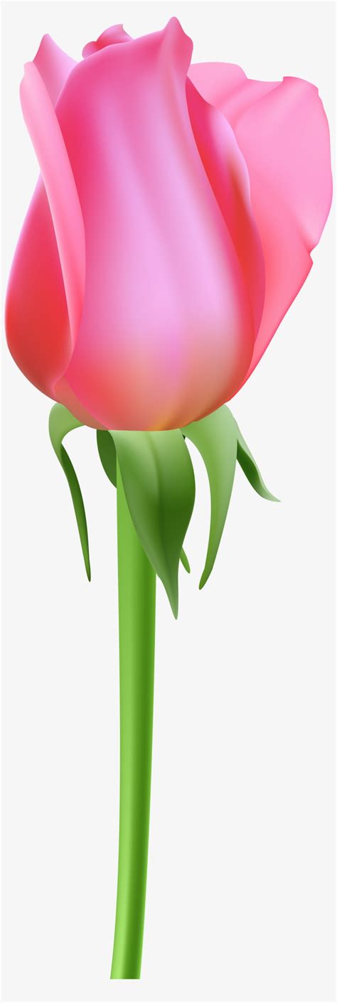 Download Transparent Rose Bud Pink Transparent Clip Art Pink Bud