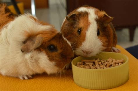 10 Best Guinea Pig Foods And Pellets 2022 Reviews And Top Picks Pet Keen