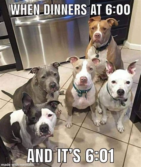 Pin By Misty James On Pets Cute Funny Dogs Dog Memes Funny Dog Memes