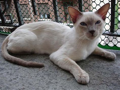 Reddit gives you the best of the internet in one place. Siamese Cat | Cat Breed