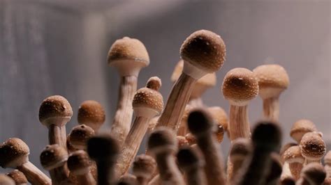 Golden Teacher Mushroom Growing Time Lapse Youtube