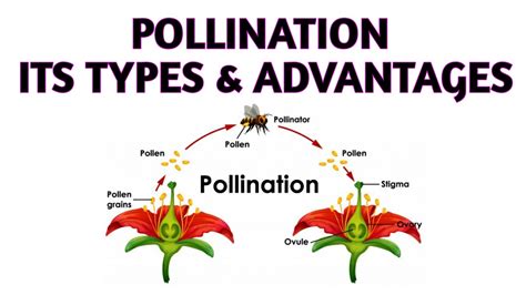 pollination types of pollination advantages of self and cross pollination youtube