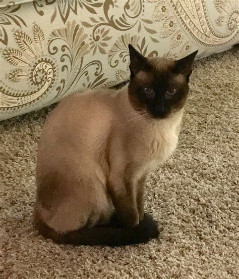 Find kittens and cats in east sussex, or find a home for your feline friend. Siamese Cats For Sale | Reading, PA #274399 | Petzlover