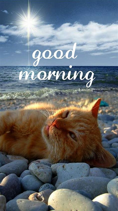 Good Morning Cat Cute Good Morning Quotes Good Morning Picture Good