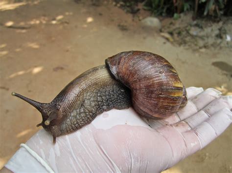 The original mayan name is unknown. Caracol Gigante Africano: El terror del hortelano - La ...