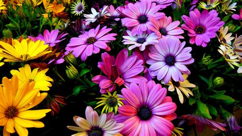 Purple Yellow Daisy Flowers Wallpapers Hd Wallpapers Id 18298