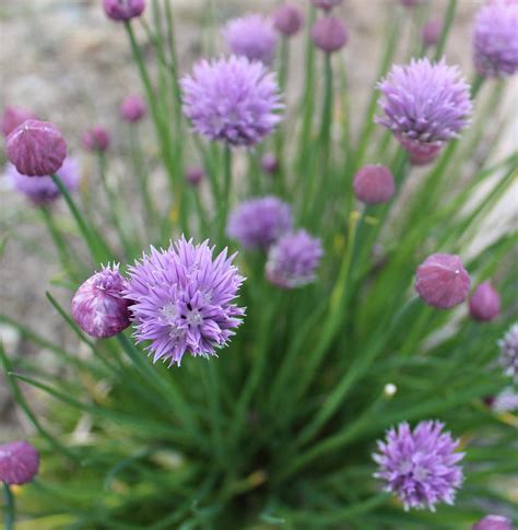 Allium Schoenoprasum Rising Star Kwekerij Margriet