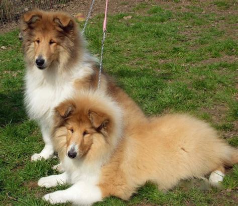 Puppies Triburle Rough Collies