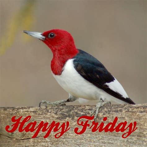 Morning Images Happy Friday Blessings Blessed Hello Birds