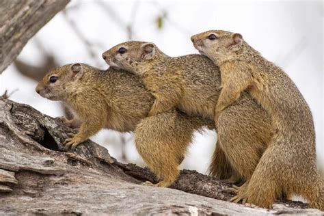 Three Sex Mad Squirrels Caught In The Act In Hilarious Snap