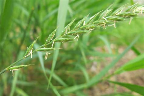 Quackgrass Vs Crabgrass The Difference Between And How To Identify