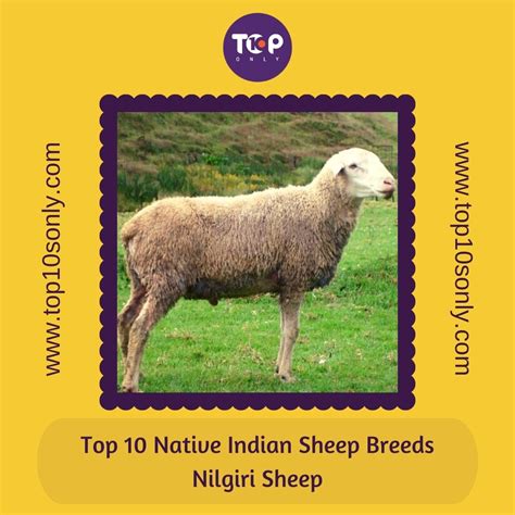 Top 10 Best Native Indian Sheep Breeds Top 10s Only