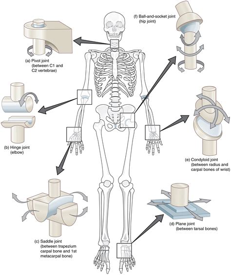 Synovial Joints · Anatomy And Physiology