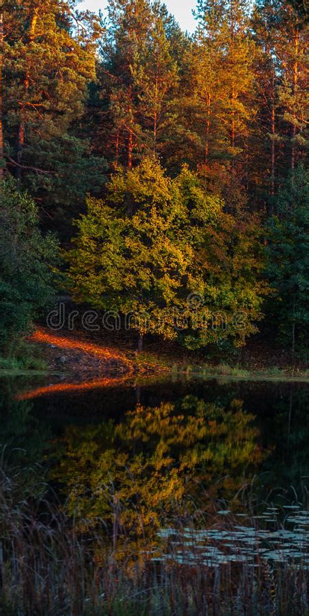 Silence At The Forest Lake At Sunset With Reflection Of Sky And Forest