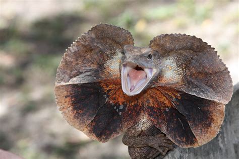 Frilled Neck Lizard This Is Frilly These Lizards Are Foun Flickr