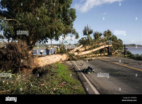 Fallen eucalyptus tree blocks highway 121 in Sonoma Stock Photo - Alamy