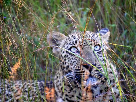 Instyleti Luxury South African Safari Leopard Hiding In The Grass