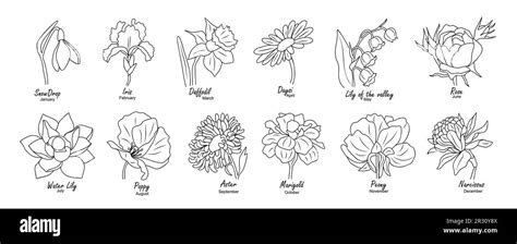 Birth Month Flowers Set Of Floral Line Art Vector Stock Vector Image