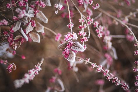 무료 이미지 나무 분기 말린 씨앗 꽃잎 서리 식품 봄 생기게 하다 식물학 담홍색 플로라 시즌 벚꽃