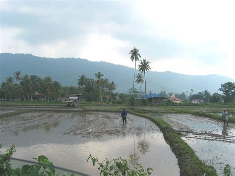 Di malaysia, padi yang ditanam terbahagi kepada dua jenis iaitu padi sawah yang juga dikenali sebagai padi bendang. Tanaman Pertanian Berpotensi Untuk Petani Malaysia |MyRokan