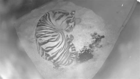 Hidden Cameras Capture Adorable Birth Of Rare Tiger Twins At Chester