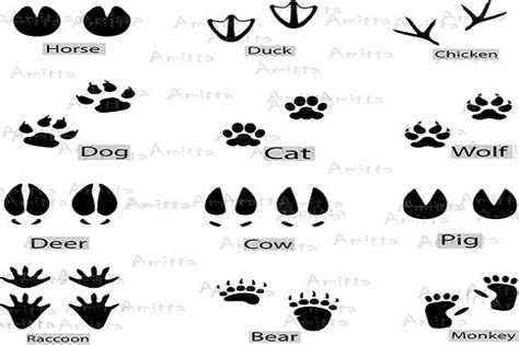 12 Different Animal Footprints Clipart Graphic By Amitta Art · Creative