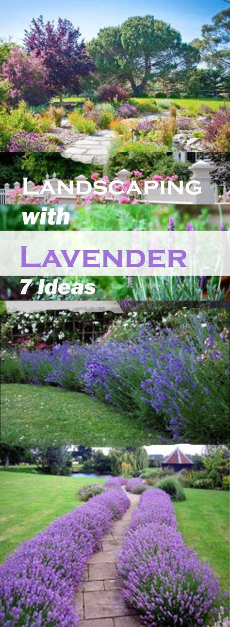 Landscaping With Lavender Best Of Home And Garden Lavender Garden