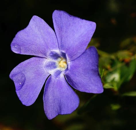 40 Types Of Blue Flowers With Pictures Flower Glossary