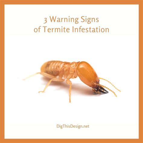 3 Major Red Flags That Your Home Has Termites Dig This Design