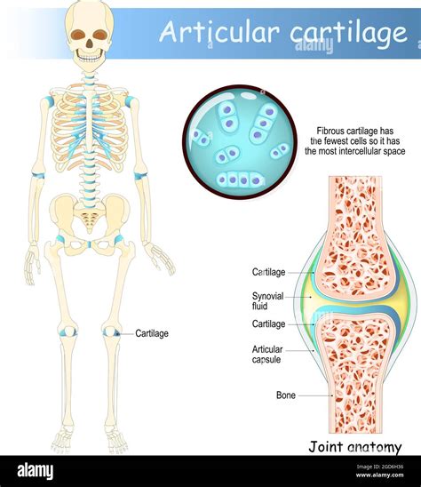 Cartilage Human Skeleton With Articular Cartilage Joint Anatomy