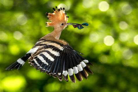 The Hoopoe Is Distinctive Crown Feathers Bird