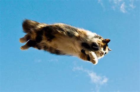 10 Incredible Images Proving Beyond All Doubt That Cats Can Fly