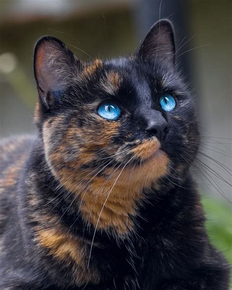 A Close Up Of A Cat With Blue Eyes