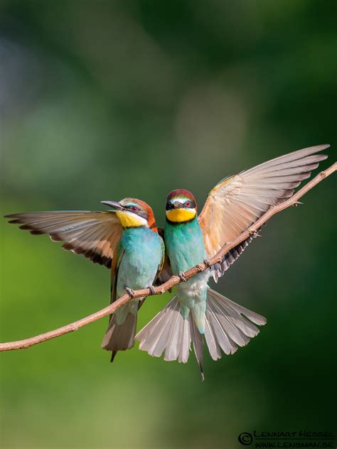 Top 25 Wild Bird Photographs Of The Week 18 National Geographic