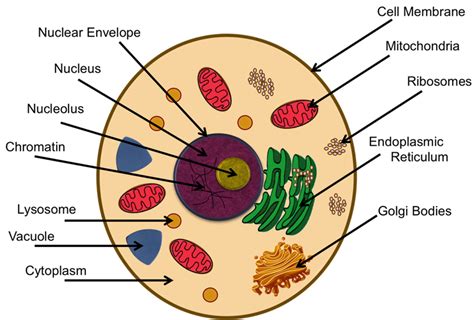 The organelle is mitochondrion ribosomes chloroplast nucleus 4. Animal Cell Anatomy