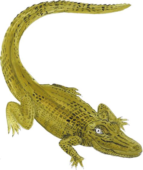 Nile Crocodile Alligator Clip Art Crocodile Png Png Download 4140