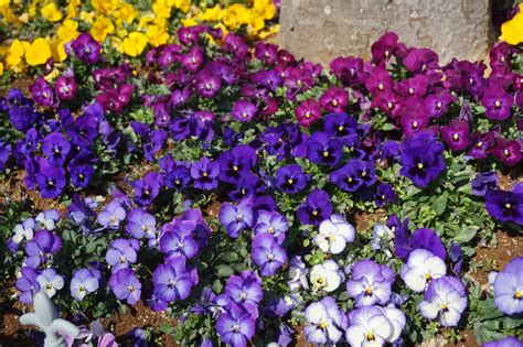 Winter Flowers Add Vibrant Color To Your Winter Garden