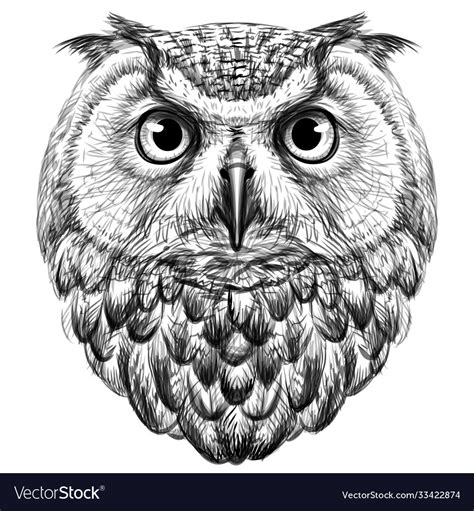 Owl Sketch Drawn Graphic Portrait Royalty Free Vector Image