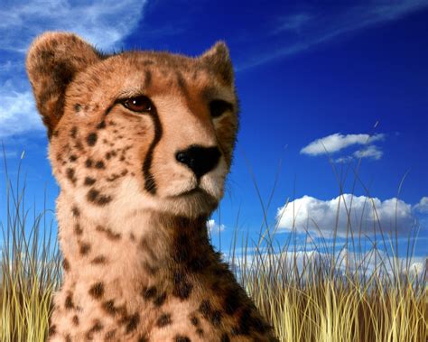 Cheetah Facts and Pictures