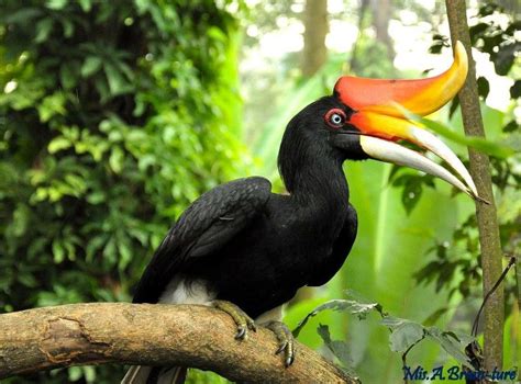 Hornbill Or Burung Kenyalang The Bird Of Sarawak Borneo Bird Bird