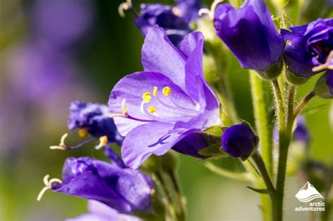 All About Icelandic Flowers Arctic Adventures