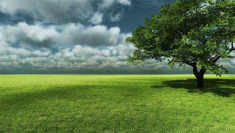 Big Tree With Grass Field Landscape Wallpaper Wallpaper Collection