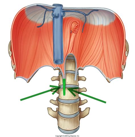 Level 22 Durham University Medicine Year One Memrise