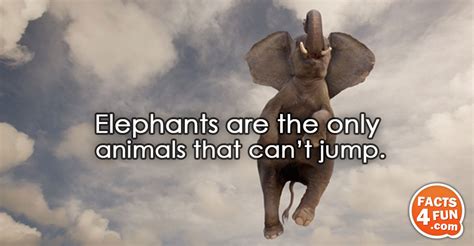 Only the animals is an odd movie. Elephants are the only animals that can't jump.