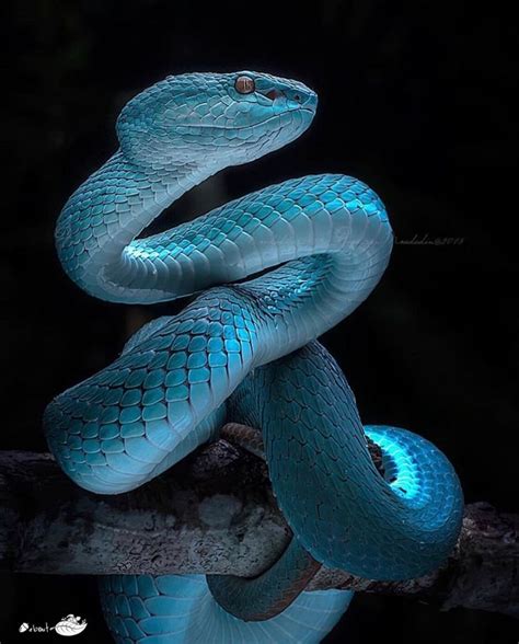 Blue Viper Viper Snake Snakes Photography Snake