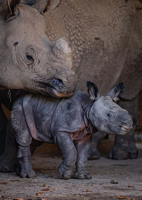 Rare Greater One Horned Rhino Born At Chester Zoo Zooborns