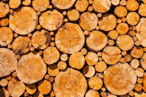 How To Sell Trees For Timber
