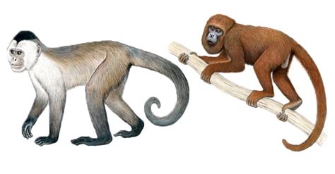 Brasil Tem Dois Macacos Em Lista Dos 25 Primatas Mais Ameaçados Do