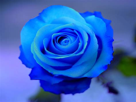 Free Download Wallpaper Blue Rose Wallpapers 1600x1200 For Your